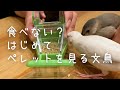 【文鳥ヒナ】ひとり餌に向けてはじめてのペレットに挑戦！果たして食べてくれるのか？Java sparrow