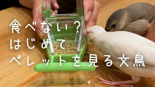 【文鳥ヒナ】ひとり餌に向けてはじめてのペレットに挑戦！果たして食べてくれるのか？Java sparrow