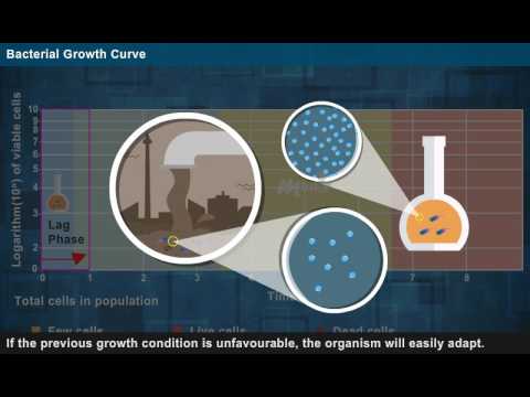 Growth Curve of Bacteria [ Year- 1]