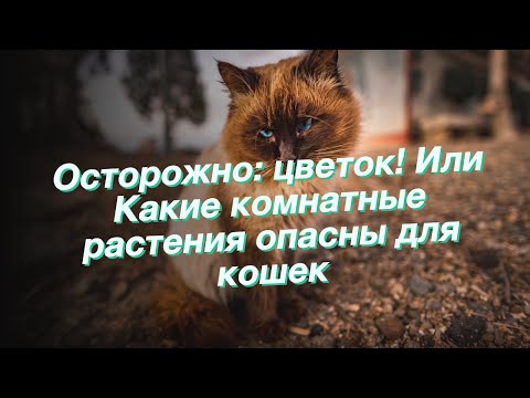 Осторожно: цветок! Или Какие комнатные растения опасны для кошек