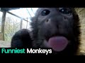 Monkey Business: Funniest Monkey Moments