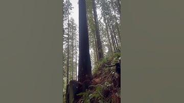 Powerful Tree Cutting in Action! 🌳🪓#TreeCutting #Logging #woodworking