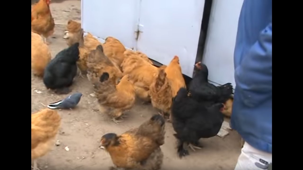 Ягер орловская нива