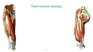 Мышцы пояса нижней конечности и бедра: топография, строение, функции