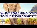 Understanding Poaching and Its Impact