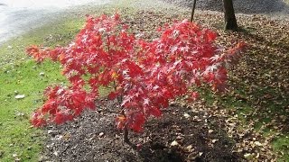 Acer palmatum 'Westonbirt Red' video