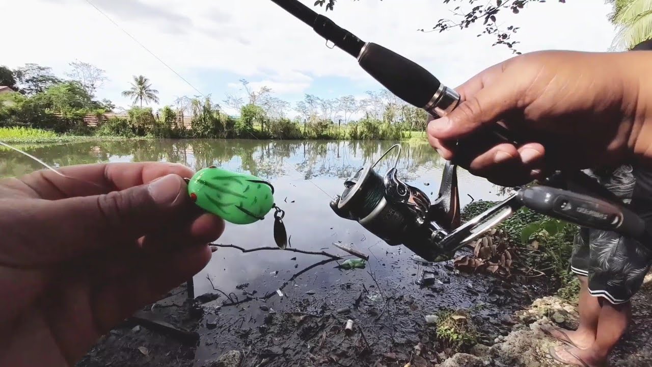 Snakehead Fishing Using Frog Lure YouTube