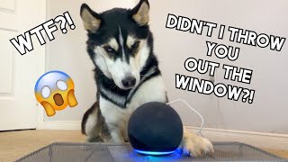 HUSKY Reacts To ALEXA'S Return! (She Starts A War)