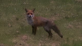 Red Fox. Liverpool. May 2024 @southliverpoolbirder #fox #redfoxes #wildlife #Liverpool