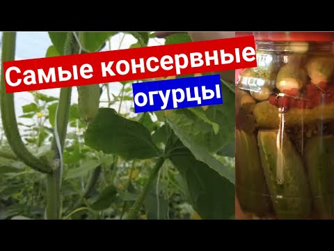 Топ самых консервных огурцов. Хруст у баночных огурчиков будет самый аппетитный!