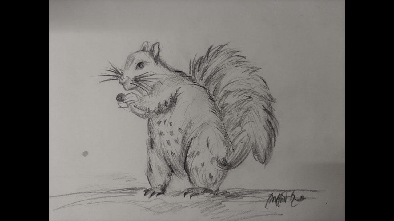 How to make Squirrel by Pencil sketch step-by-step - YouTube