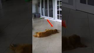Every Clip Is A Dog Lover's Dream #shorts