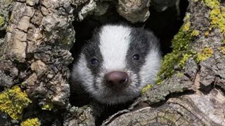 Badger leads archaeologists to hoard of Roman coins in Spain