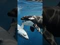 Orca vs Great White Shark Only One Rules the Ocean/wildlife documentary 4k