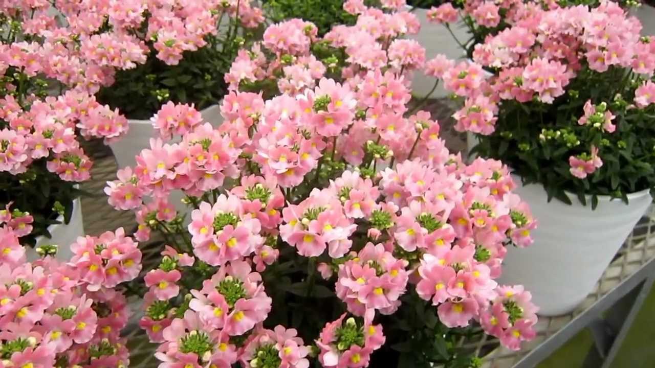 世界で一つの花 ネメシアエレーヌ Nemesia Elaine One Flower In The World Youtube