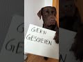 Warum ein Hund im Bett schlafen sollte