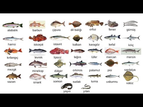 Video: Hangi balık ne yer? Yırtıcı göl balığı. Denizin yırtıcı balıkları