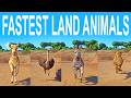 Fastest Land Animals Speed Race in Planet Zoo included CHEETAH, COMMON OSTRICH, PLAINS ZEBRA