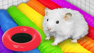 DIY Hamster Escapes the Giant Colorful Maze with Traps by YEES 14,550 views 1 month ago 21 minutes