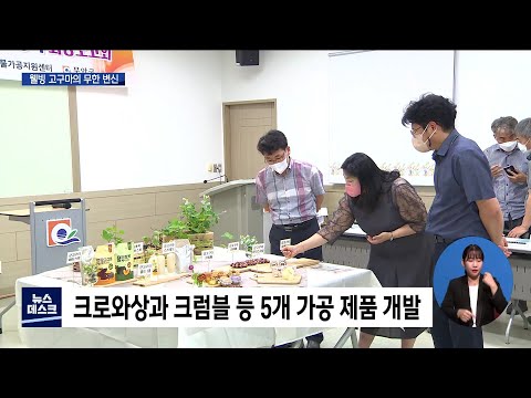 <strong>웰빙</strong> 고구마의 무한 변신[목포MBC 뉴스데스크]