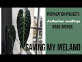 SAVING MY MELANOCHRYSUM - rare aroid propagation, anthurium seedlings