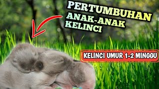 PERTUMBUHAN BAYI KELINCI MULAI DARI 1 SAMPAI 12 HARI