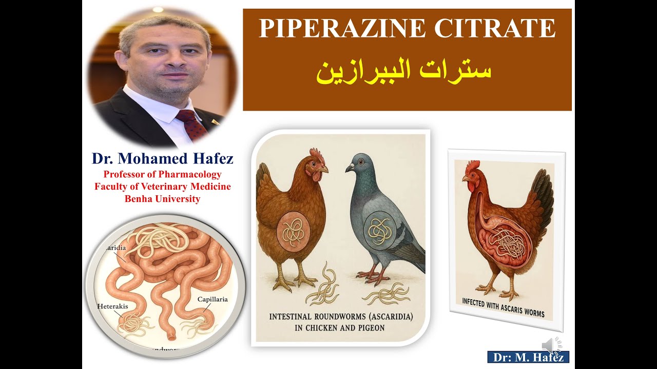 سترات الببرازين في الدواجن والحيوانات PIPERAZINE CITRATE