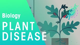 Plant Disease | Plant | Biology | FuseSchool