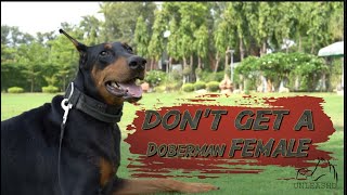 Things To Know Before Getting A Female Doberman | #doberman