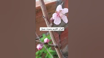 القرآن الكريم بصوت جميل #القران_الكريم #اكسبلور #اكسبلورهاشتاقات #تصويري #تيك_توك #duet #لايك