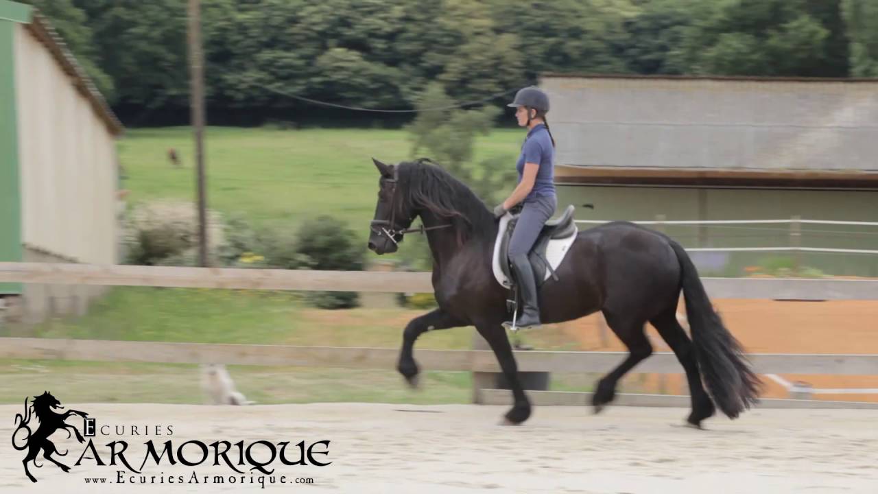 Cheval Frison Onyx Hongre Ecuries Armorique Bretagne