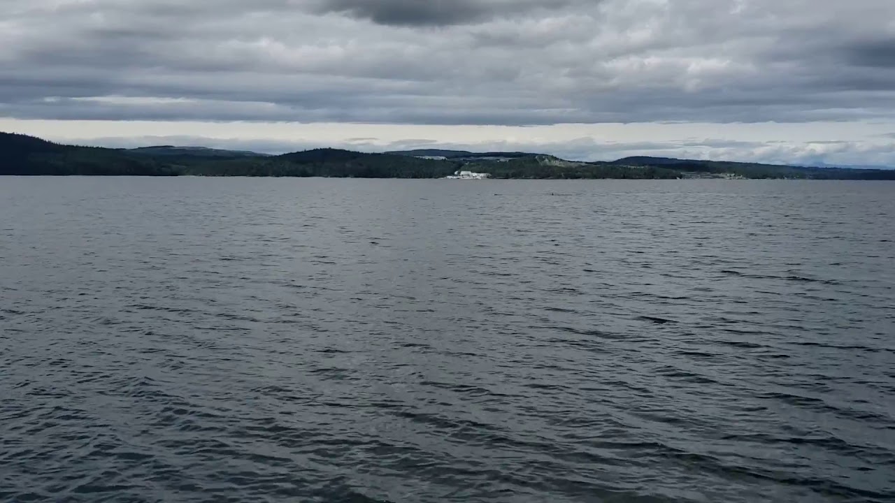 Orcas in Malaspina Strait