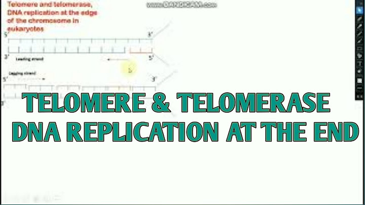 Explain why DNA replication cannot proceed to the regions of the chromosome