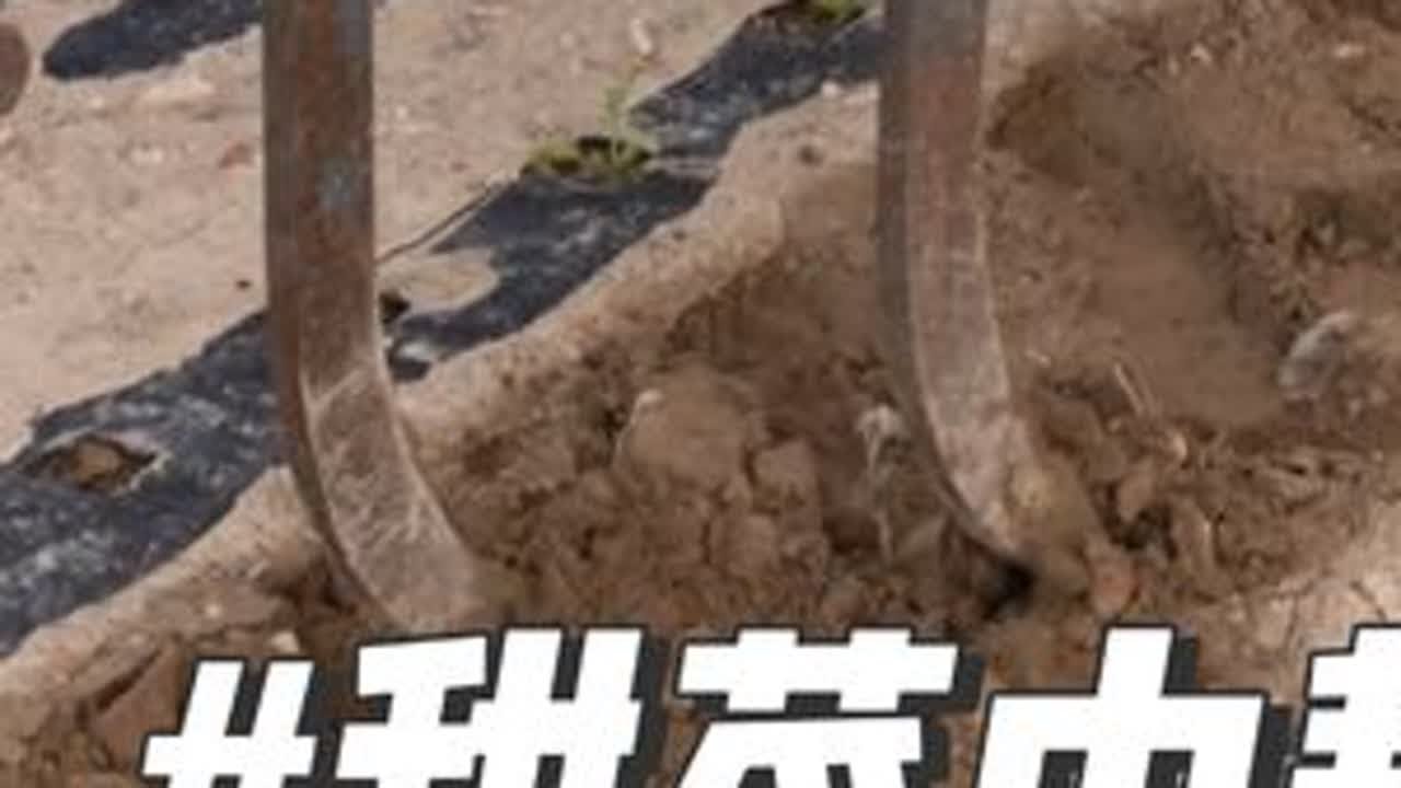 给甜菜松松土 甜菜中耕#
