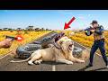 Epic Rescue Real Heroes Save Mother Lion From Giant Python Ambush mp3