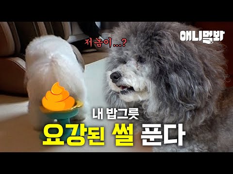 우리집 강아지가 밥그릇만 보면 변기인줄 알아요..;; ㅣMy Dog Thinks The Bowl Is A Toilet