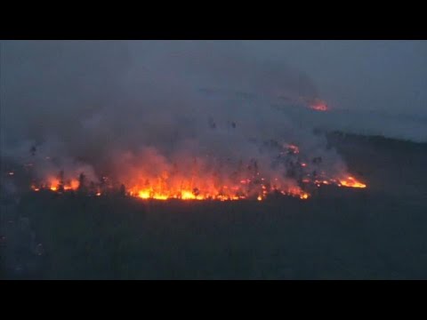 Βίντεο: Γιατί είναι κακή η αποψίλωση των τροπικών δασών;