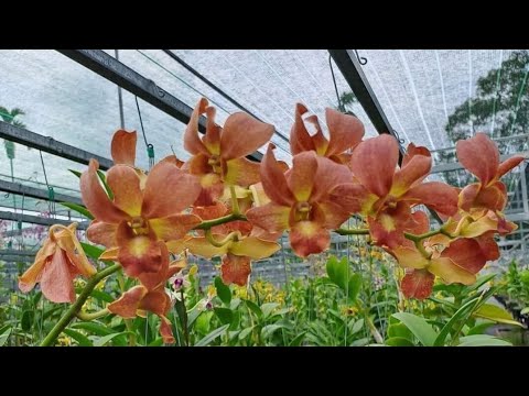 HUYỀN THOẠI DENDRO: LỬA RỒNG THIÊN... - YouTube