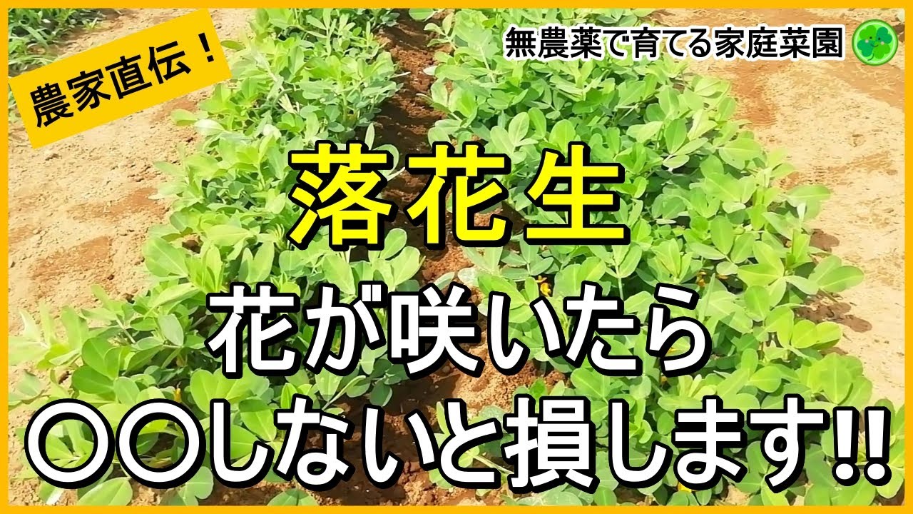 【落花生栽培】開花後にやるべき4つのお世話について解説！【有機農家直伝！無農薬で育てる家庭菜園】　24/7/13
