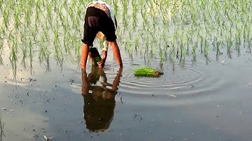 Bà con nông dân ra đồng người thì gánh mạ, kẻ thì cấy lúa, Núi Tô, Tri Tôn, An Giang 12/09/2019