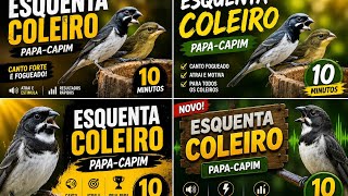 #esquentacoleiro Esquenta Coleiro Papa capim Em 10 Minutos Piados E Macheado De Femea de coleiro