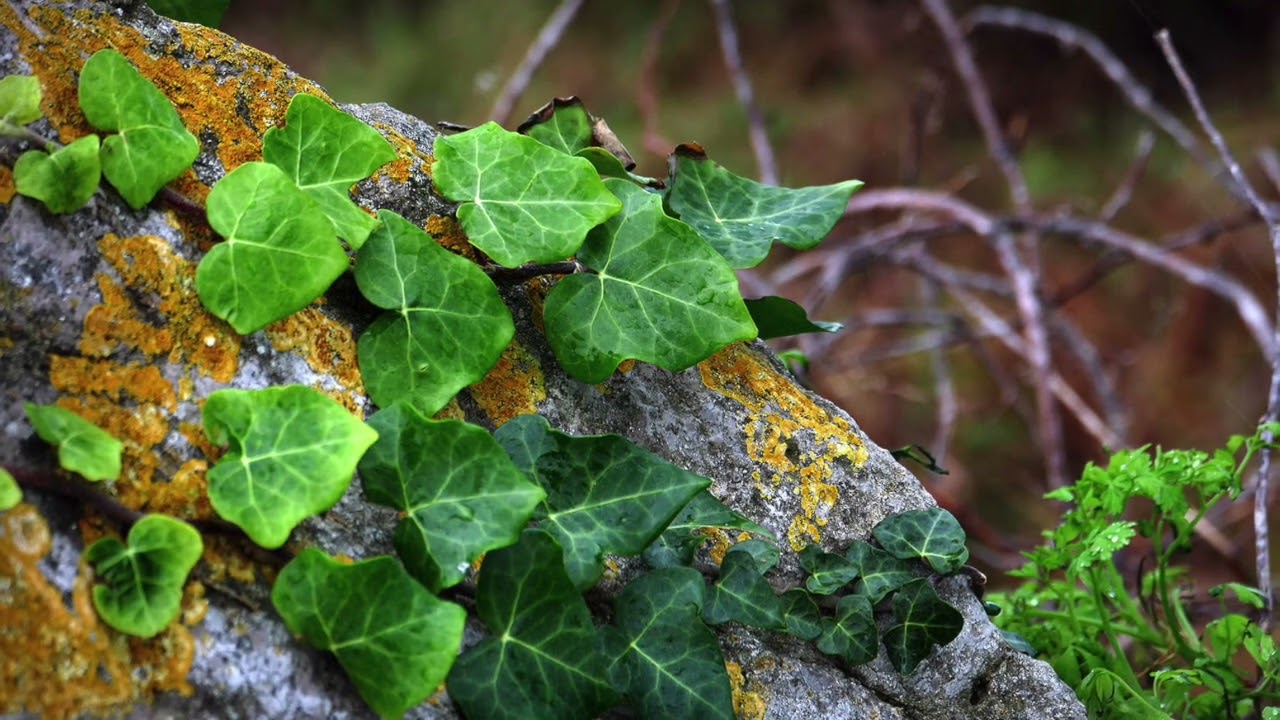 Maria Newman's: "SONATA" for French Horn Alone ("Kestrel & Leonardo") (COMPLETE) ~ Brian Drake, horn