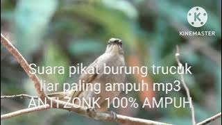 Suara pikat burung trucuk liar paling ampuh mp3 ANTI ZONK 100% AMPUH