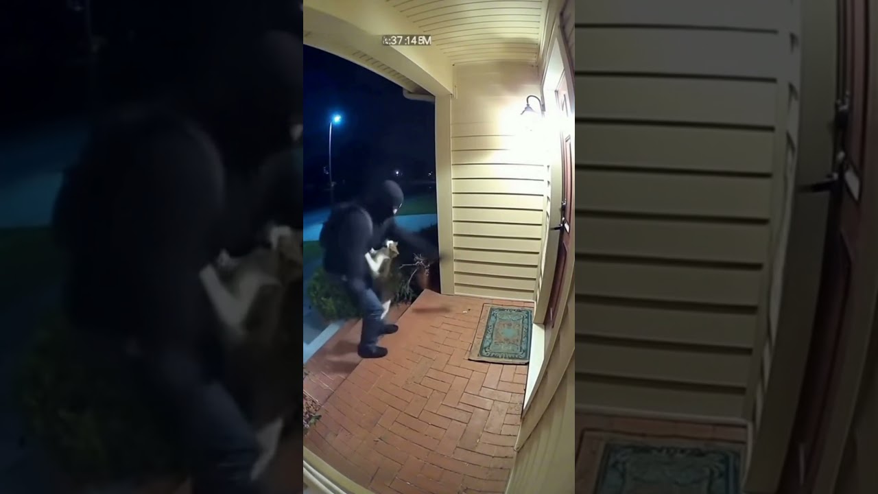🔥 Cat vs Burglar: Unexpected Hero at the Door! 