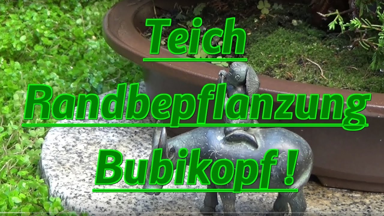 Teich Randbepflanzung Bubikopf ! Gartenteich natürliche Pflanzung Rand