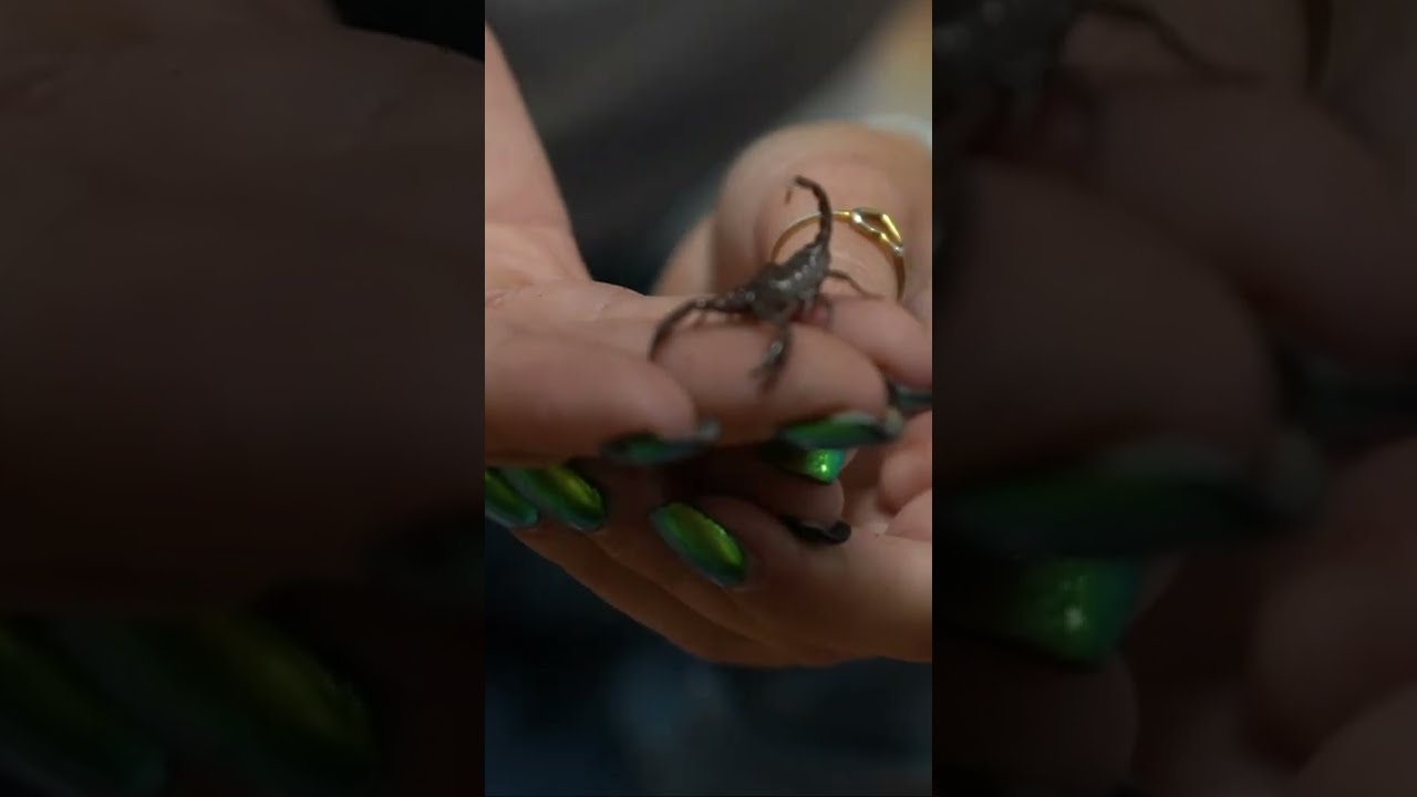 Meet Puppy Our Baby Emperor Scorpion Shorts Mayahiga Alveus Alveussanctuary