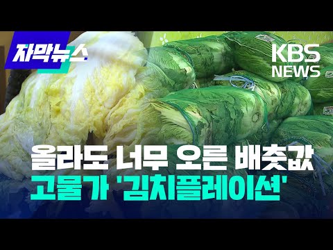 [자막뉴스]&amp;#39;<strong>김치</strong>&amp;#39; 아닌 &amp;#39;금치&amp;#39;…한 <strong>포기</strong> 9천 원 수준/KBS 2022.9.30