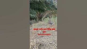 amazing ruak ruak bird trap handing.waterhen bird trap.#shorts