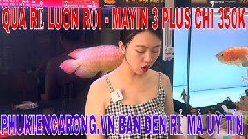 🔴ĐÈN CÁ RỒNG HUYẾT LONG | MAYIN SUPER COLOR 3 PLUS SIZE 72CM GIÁ CHỈ 350K - QUÁ BÈO MỚI 100%