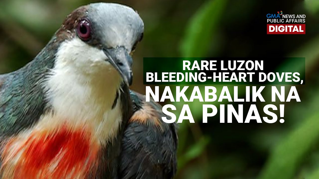 GMA Digital Specials: RARE LUZON BLEEDING-HEART DOVES, NAKABALIK NA SA